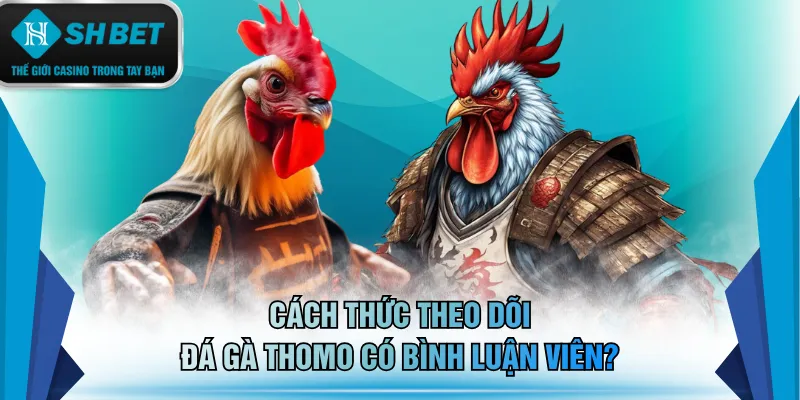 Cách thức theo dõi đá gà Thomo có bình luận viên?